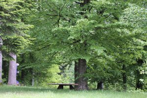 trauerwald in spiegelau