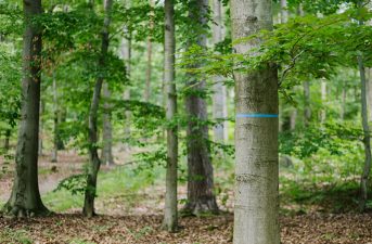 baum-im-friedwald_900x600