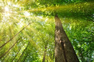 baumbestattung illustration